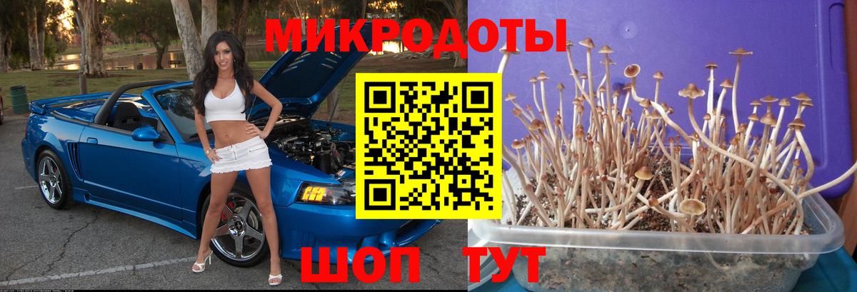 Галлюциногенные грибы Psilocybe Тихвин